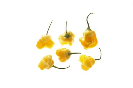 Aji White Fantasy