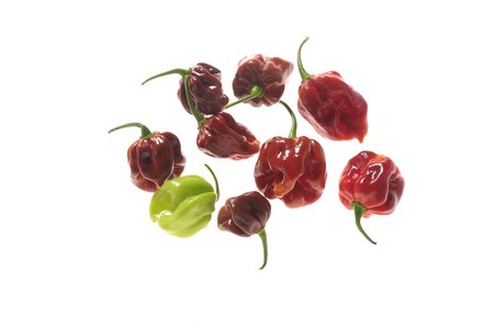 Purple Habanero