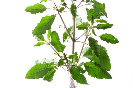 Heiliges Basilikum Tulsi
