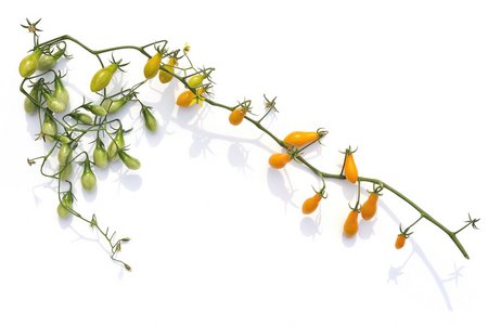 Orange Drop