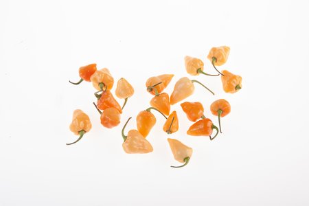 Orange Lantern