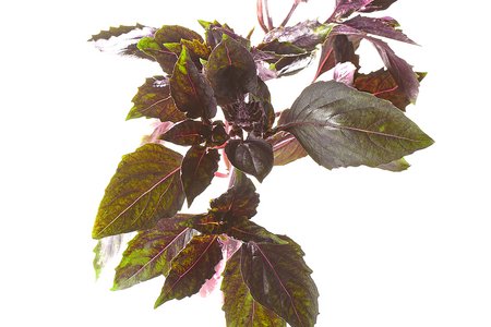 Aromatto