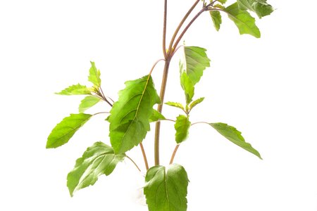Tulsi Rama