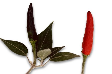 Goat Weed