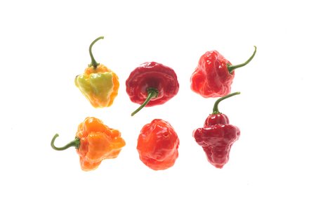 Turks Cap
