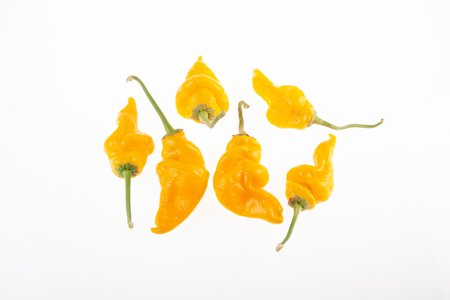 Monkey Face Yellow