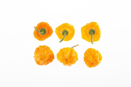 Scotch Bonnet Trenton FM