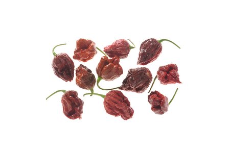 Chocolate Moruga SLP