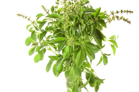Kivumbasi Lime