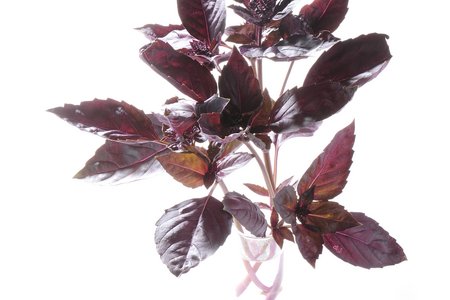Red Rubin
