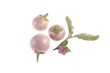 Lao Lavender