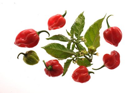 Antillais Caribbean Habanero