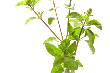Tulsi Kapura