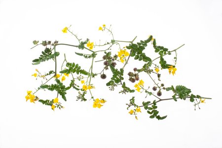 Wildtomate Glandulosum