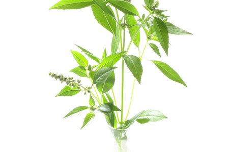Malawi Camphor