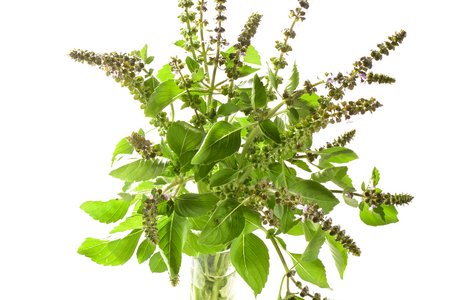 Tulsi Temperee