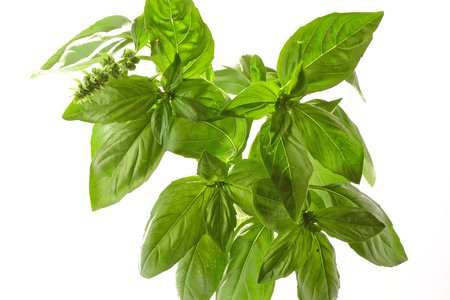 Grande Vert