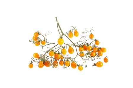 Clementine