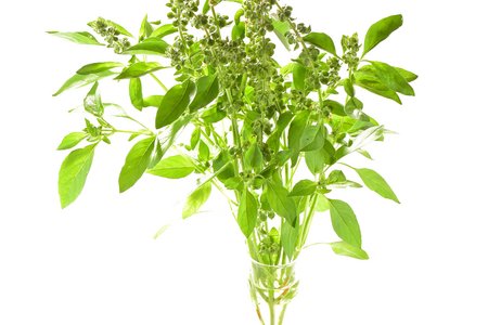 Lime - Thai Lemon 