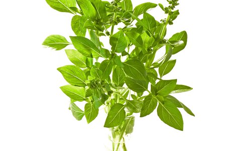 Fino Verde