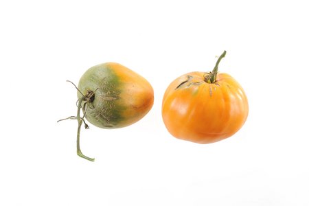 Verna Orange