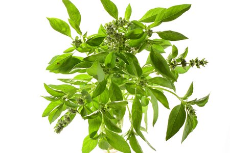 Tulsi Kali