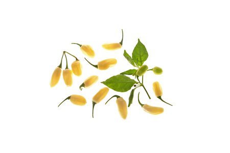 Habanero Ivory