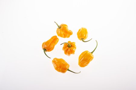Habanero Gambia Orange