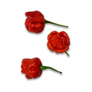 7 Pot Brainstrain