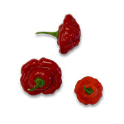 Aji Cachucha