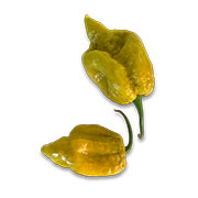 Bhut Lah Mustard