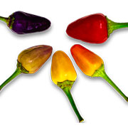 Chinese 5 Color
