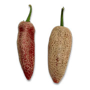 Farmer's Jalapeño