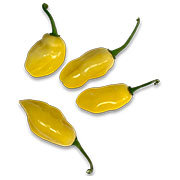 Habanero Carolina Yellow